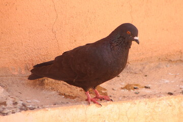 A close-up shot of a black dove