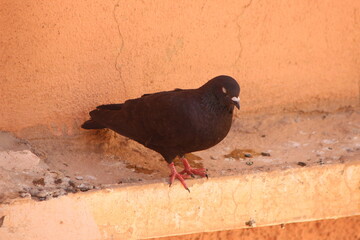 A close-up shot of a black dove