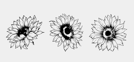 Sunflowers Line Drawing. Outline Sunflowers illustration. Hand Drawn Sunflowers Silhouette.  Monochrome Floral Line Art. Ink Sunflowers Drawing for packaging, labels. 