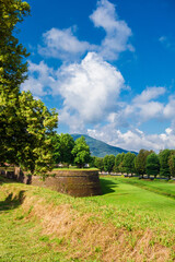 Lucca  city walls beautiful park with Mount Pisano and linden yellow flowers