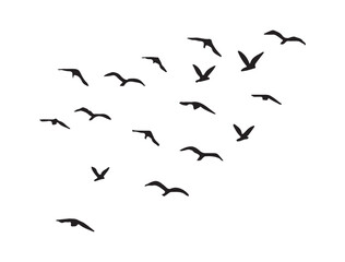 Flying Bird Silhouettes Flock Isolated on White Background