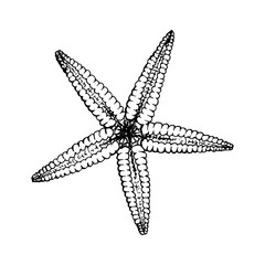 A starfish. Sea star with five elongated arms and a dotted texture. Hand drawn vector illustration painted by black ink. Sketch in line art style. Isolated on white. For cards packages labels