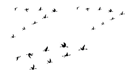 Flying Birds in V Formation Silhouette – Migrating Flock Isolated on White