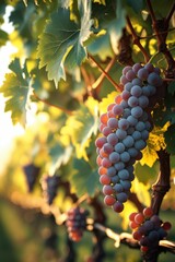 Grape vine branch with rich foliage and ripe fruit illuminated by golden-hour light for organic and nature-themed content