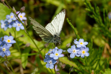 Green-veined white feeding on Myosotis flower.