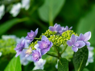 梅雨から初夏の公園や花壇を彩るアジサイのある風景。ガクアジサイの装飾花の繊細な質感とカラフルな色彩の様子