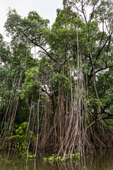 Boat trip on the Preguica River from Barreirinhas, Lencois Maranhenses to Atins, Maranhao, Brazil