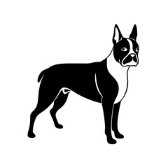 Boston Terrier standing proudly in a minimalist style with a black and white color scheme