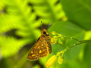 Close-up shot of a small brown butterfly perched on a green leaf with bright green background, perfect for insect, nature, garden, or outdoor-themed visuals.