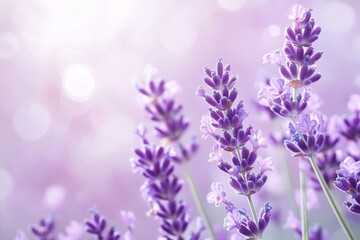 lavender flowers blooming in soft sunlight with dreamy purple bokeh background