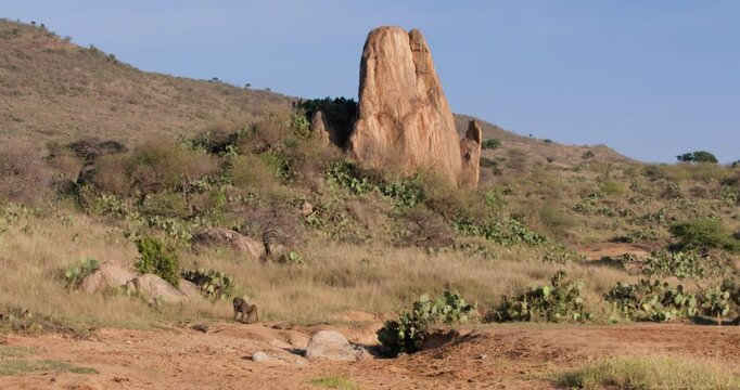 Extreme wide of troop of Olive Baboon (Papio anubis) walking next to rock outcrop in savannah in morning in Kenya