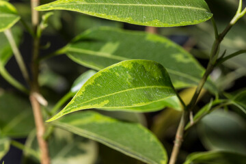 Ficus of Benjamin. leaves. view from above