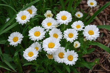 Obraz premium field of white daisies with yellow center blossoms