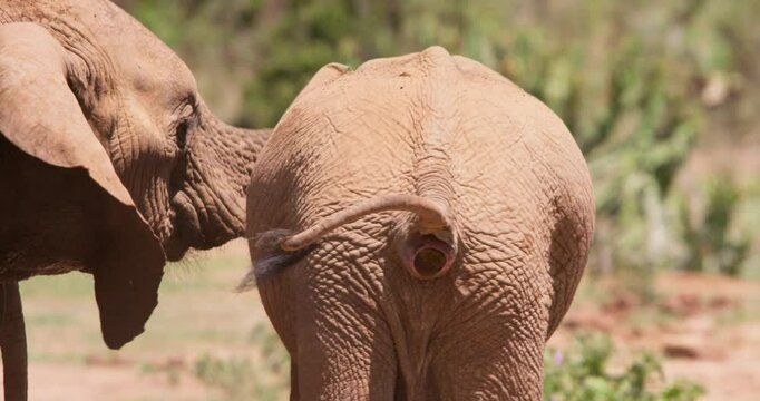 Close-up of African Bush Elephant (Loxodonta africana) body as it defecates in the savannah grasslands at midday in Kenya
