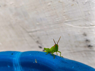 Grasshopper close up. Grasshopper photos taken from several angles. Blurred background.