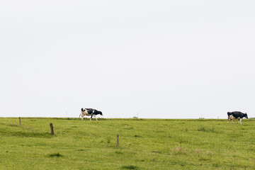 Cows grazing peacefully on a lush green pasture under a cloudy sky, showcasing the serene rural...