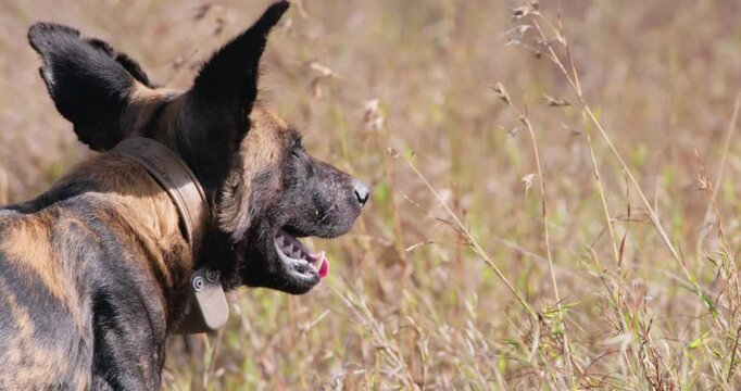Close up of collared African wild dog (Lycaon pictus) head looking and sniffing around grassland savannah in afternoon in Kenya
