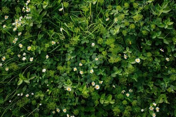 Flower vegetation asteraceae outdoors.