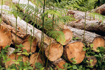 Stacked logs with vibrant green ferns and foliage surrounding them, showcasing the natural beauty of wood textures and organic elements in a serene outdoor environment