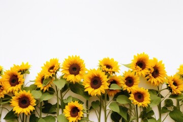 Fototapeta premium Vibrant sunflowers against white background