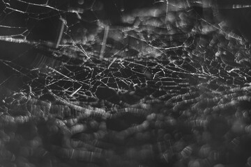 Spider web in the sun