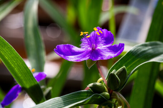&Eacute;ph&eacute;m&egrave;re de Virginie en fleur
