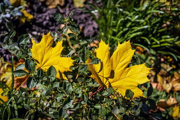 Autumn leaves on green grass. Two bright yellow maple leaves rest gently on green bush foliage in natural sunlight. Concept of autumn season, leaf contrast, nature texture. Natural autumn background