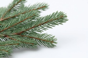 Photo of pine tree branches 