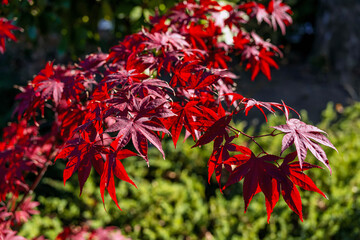 Red Japanese maple leaves in sunlight. Red Japanese maple leaves glow under sunlight, vivid contrast with green background in autumn garden. Concept of autumn foliage, natural fall color beauty