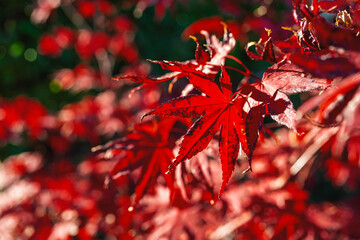 Close-up of red autumn leaves. Close-up of red autumn maple leaves with strong sunlight textures in natural composition. Concept of fall intensity, seasonal nature colors. Natural fall background