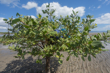 Blue plastic jerry cans for fish storage, kept by fishermen on mangrove branches under a bright blue sky