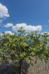 Fototapeta premium Blue plastic jerry cans for fish storage, kept by fishermen on mangrove branches under a bright blue sky