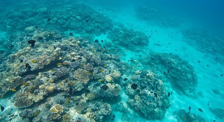 Fototapeta premium Vibrant Underwater Coral Reef with Colorful Fish in Turquoise Water