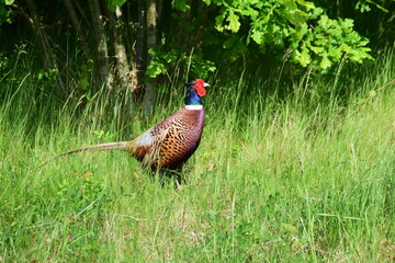 Wild pheasant ,(Phasianus colchicus) in open terrain in southern Småland, Sweden. June 2025