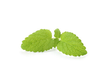 Fresh green lemon balm leaves isolated on white