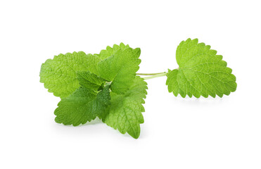 Fresh green lemon balm leaves isolated on white