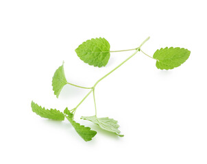 Fresh green lemon balm leaves isolated on white