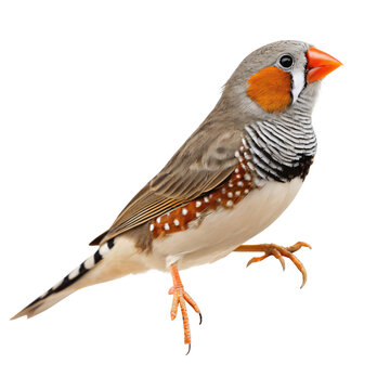 Colorful Zebra Finch - Isolated on Transparent Background
