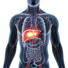 Human anatomy with highlighted liver and gallbladder, isolated on transparent background