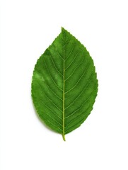 Obraz premium Single Green Leaf on White Background in Studio Shot, Symbolizing Environmental Awareness and Sustainable Practices for Eco-Conscious Brands : Generative AI