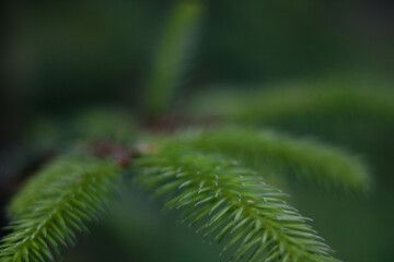 Extra close shot of a pine branch
