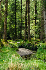 A river flows in a calm sunny coniferous forest, vertical shot