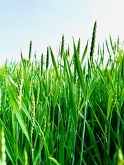 Green ears of wheat on the field, wheat
