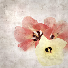 square stylish old textured paper background with flowers of Hibiscus tiliaceus, coast hibiscus