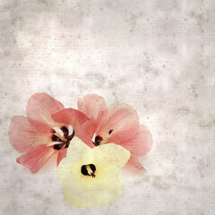 square stylish old textured paper background with flowers of Hibiscus tiliaceus, coast hibiscus