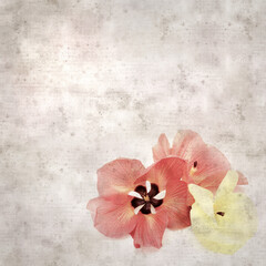 square stylish old textured paper background with flowers of Hibiscus tiliaceus, coast hibiscus