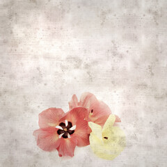 square stylish old textured paper background with flowers of Hibiscus tiliaceus, coast hibiscus
