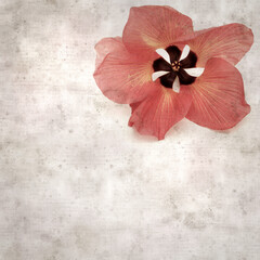 square stylish old textured paper background with flowers of Hibiscus tiliaceus, coast hibiscus