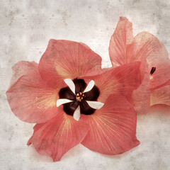 square stylish old textured paper background with flowers of Hibiscus tiliaceus, coast hibiscus