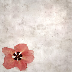 square stylish old textured paper background with flowers of Hibiscus tiliaceus, coast hibiscus